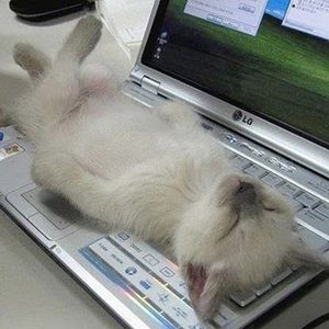 Meet your Posher, Jodie